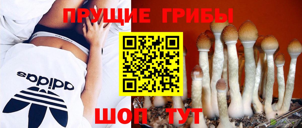 Галлюциногенные грибы Psilocybine cubensis  Звенигород  Псилоцибиновые грибы ЛСД 